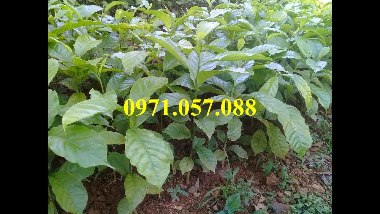 Cây giống giổi xanh